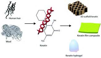  Keratin: La Proteina Meravigliosa per Applicazioni Biomediche Rivoluzionarie!