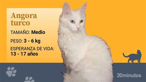 Angora: Un Tesoro Sofisticato per il Lavaggio di Lusso e la Tessitura Moderna!