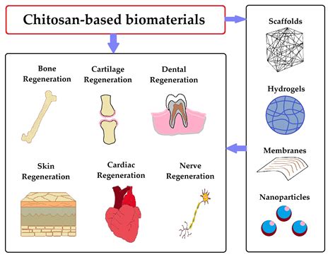  Chitosan: Una Rivoluzione Biomateriale per Impianti e Medicinale RiGenerativo!